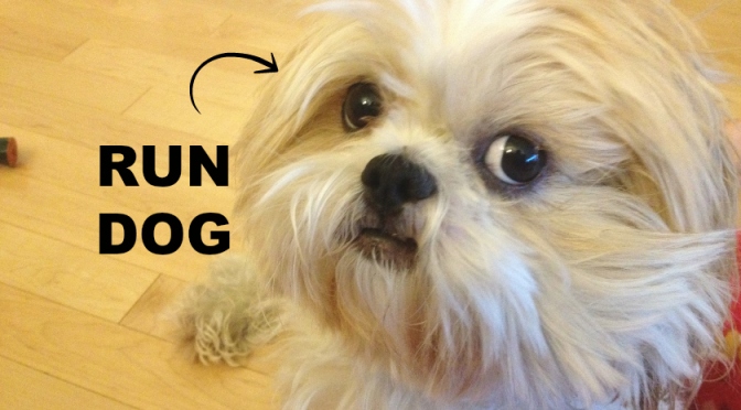 Canto Slang: Run Dog